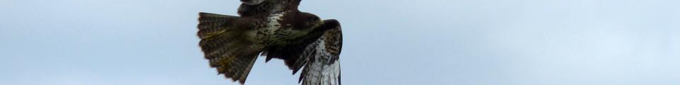 Photo credit: FZ020309 Buzzard (Buteo buteo) flying from lamppost.jpg